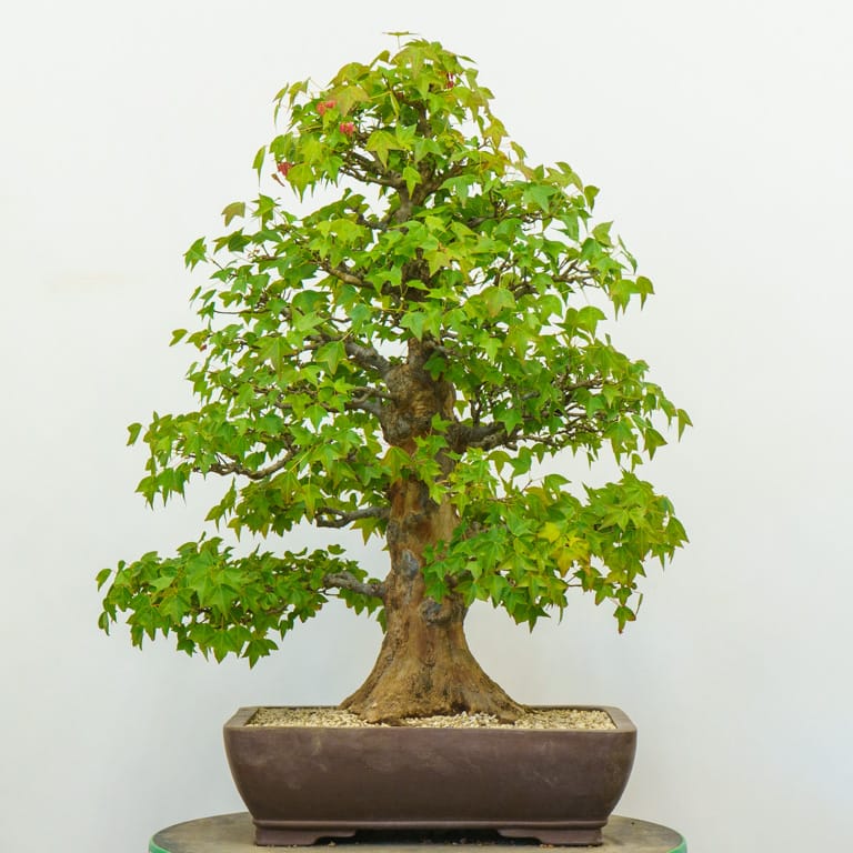 After pruning and thinning