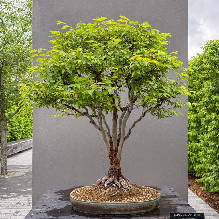 A visit to the Bonsai Collection at Longwood Gardens